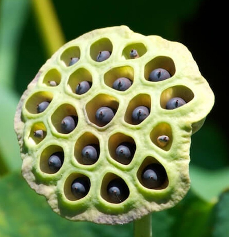Hội chứng trypophobia